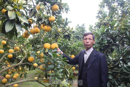Trồng cam, bưởi thu tiền tỷ