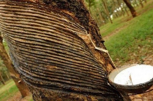 Cao su Đồng Phú- Đăk Nông sẽ lên sàn Up Com ngày 20/1