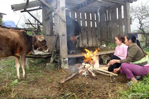 Hơn 400 con trâu, bò, lợn ở Nghệ An chết rét