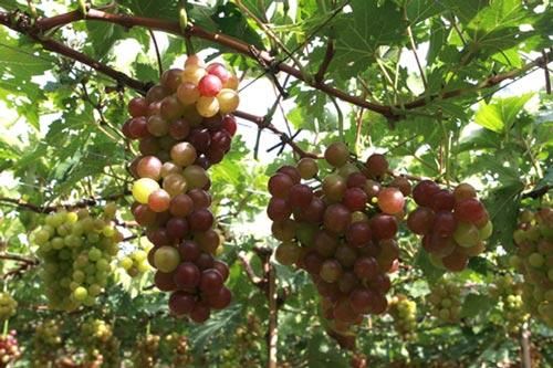 Những đối tượng cấm kỵ ăn nho nếu không muốn gặp bác sĩ