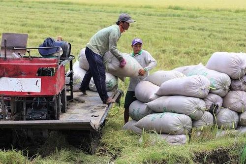 Giá lúa gạo hôm nay ngày 16/1: Giá lúa gạo ở mức cao, thị trường giao dịch chậm