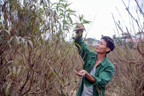 Làng hoa Thanh Hưng vào vụ tết