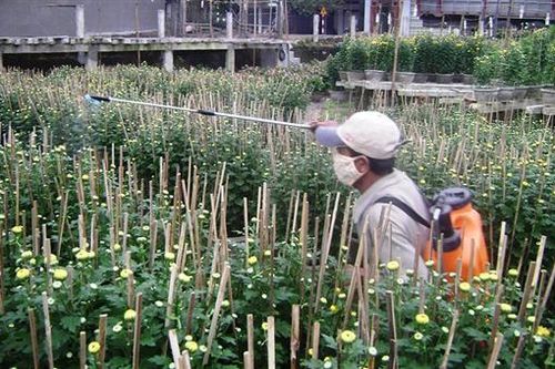 Làng hoa An Lạc hối hả vào vụ hoa Tết