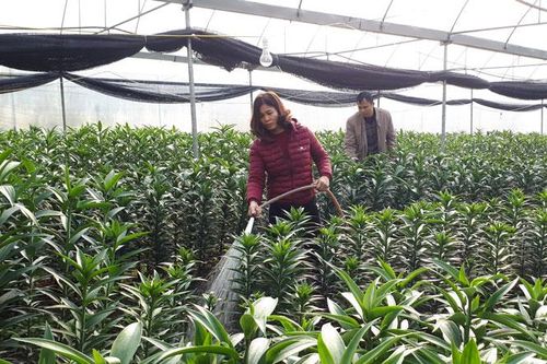 Bảo vệ cây trồng trước giá rét