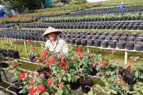 Sắp diễn ra tuần lễ Văn hóa Du lịch Đồng Tháp năm 2021