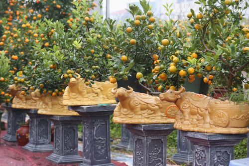 Chùm ảnh: Người trồng đào, quất tất bật vào vụ Tết