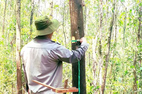 Công ty Lâm nghiệp Quy Nhơn nhận chứng chỉ trồng rừng bền vững