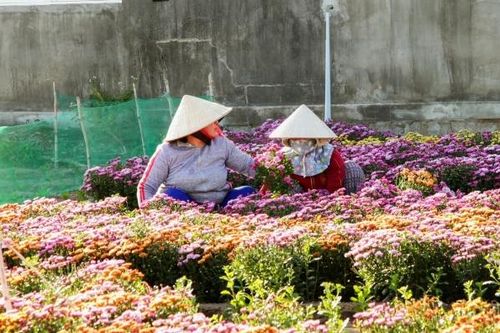 Ninh Thuận – Về thăm làng hoa Tết ở Mỹ Bình