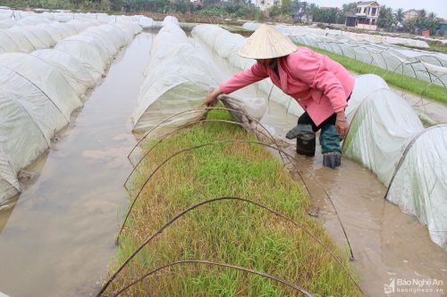 Nhiều diện tích mạ ở Nghệ An bị chết do rét đậm
