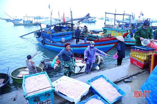 Ra khơi mùa biển động, ngư dân Hà Tĩnh 'trúng đậm' nhiều loại hải sản
