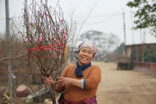 Tiểu thương vào tận vườn trả giá cao, nhiều người dân làng Nhật Tân 'hốt bạc' khi có đào bán trước Tết