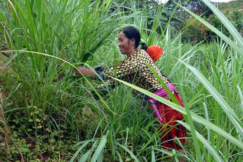 Nông dân Tủa Chùa phòng, chống đói rét cho gia súc