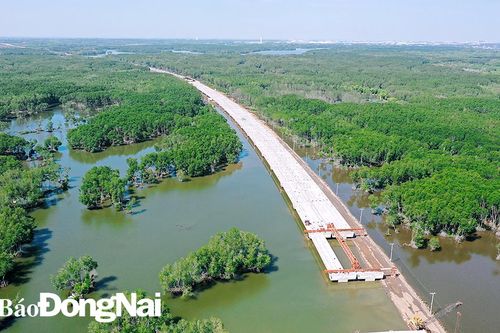 Xây đường cao tốc giữa rừng ngập mặn
