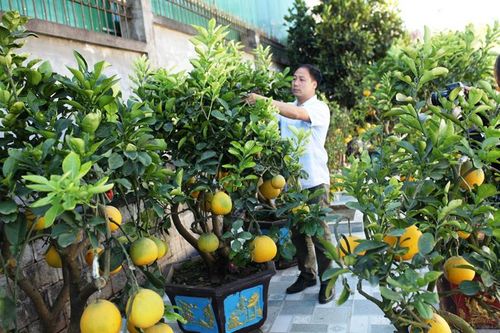 Bưởi Diễn sẵn sàng đón tết sớm tại Đà Lạt