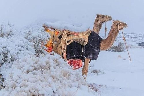 Sa mạc Sahara bị bao phủ bởi tuyết