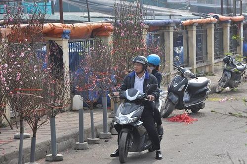 Hoa Tây Tựu, đào Nhật Tân sẵn sàng xuống phố