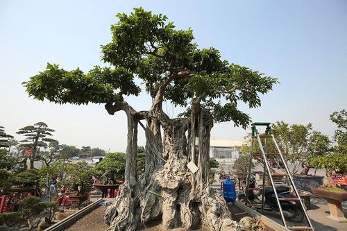 Cây sanh cổ dáng ''khủng'' độc đáo tại Festival sinh vật cảnh TP Hà Nội