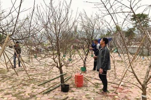 Bộ NN&PTNT: Người dân tự quyết việc khai thác đào ngoài diện tích rừng