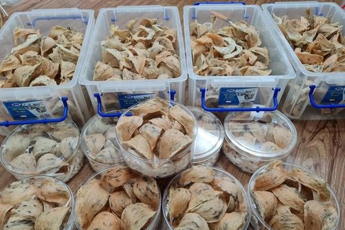 Xuất khẩu yến: Thêm một ngành hàng triệu đô