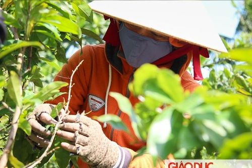 Người trồng mai nhộn nhịp, chuẩn bị đón tết về