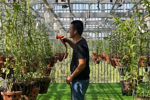 Nguyễn Phú với niềm đam mê hoa lan