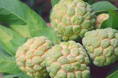 Quả na với những công dụng và bài thuốc hay