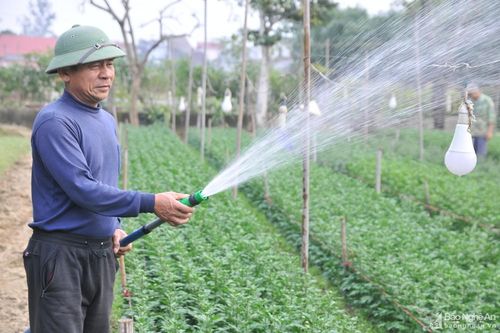 Nhà vườn ở Nghệ An tất bật vào vụ hoa Tết