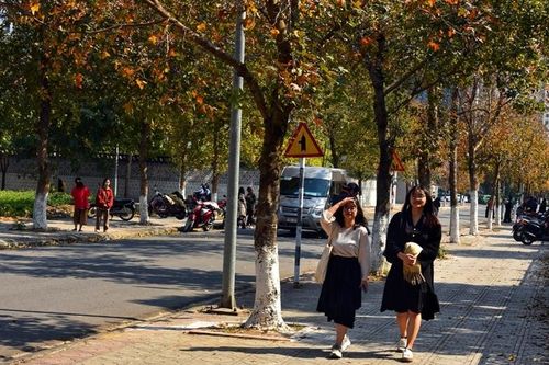 Hà Nội rực sắc phong lá đỏ