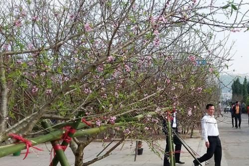Sẽ có hướng dẫn khai thác đào trồng ở vùng cao phục vụ người dân buôn đào Tết