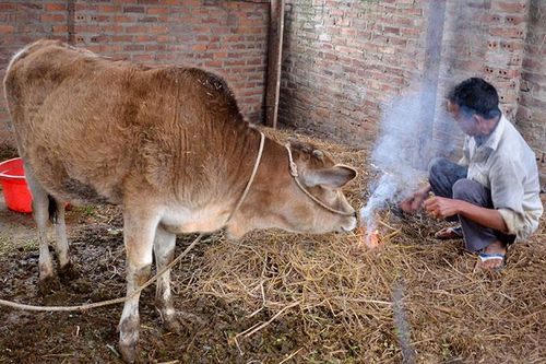 Siết chặt điều kiện hỗ trợ gia súc bị chết rét