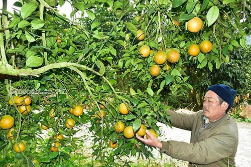 'Tuổi cao, gương sáng' ở Mộc Châu