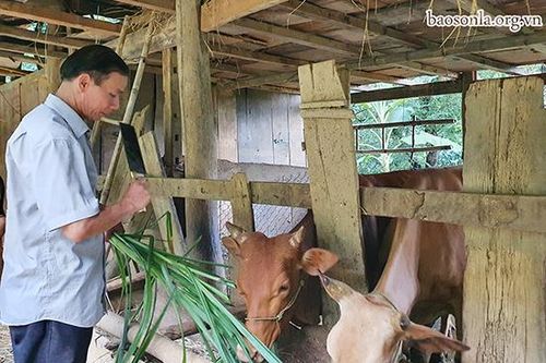 Bí thư Chi bộ bản gương mẫu 'đi trước, làm trước'