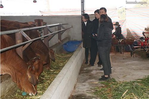 Tập trung phòng, chống rét đậm, rét hại, bảo vệ cây trồng, vật nuôi