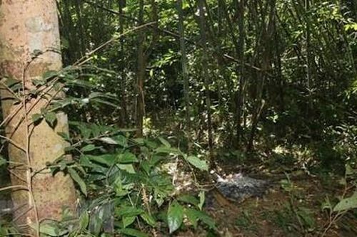 Giẫm phải bẫy khi đi rừng tìm cây thuốc, bị đạn bắn xuyên phổi