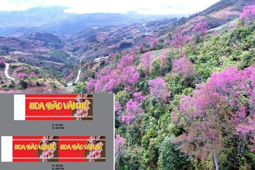 Thí điểm dán tem phân biệt đào rừng