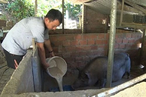 Quảng Nam: Chủ động phòng chống rét hại cho đàn gia súc, gia cầm
