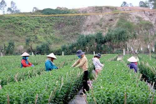 Hoa Tết vắng thương lái, người dân nỗ lực vượt khó