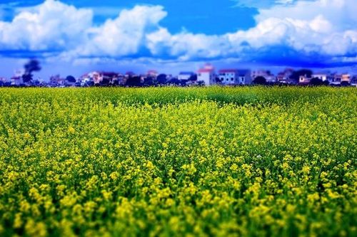 Quảng Bình: Tổ chức Lễ hội hoa Quốc tế hơn 100 triệu USD
