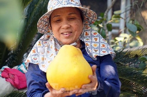Bưởi 'khổng lồ' ở Hải Phòng cháy hàng ngày cận Tết
