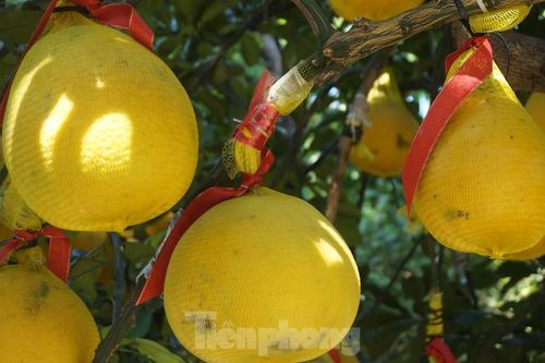 Bưởi diễn vượt hàng nghìn cây số vào Nam, người Sài Gòn ký tên lên chậu đặt trước