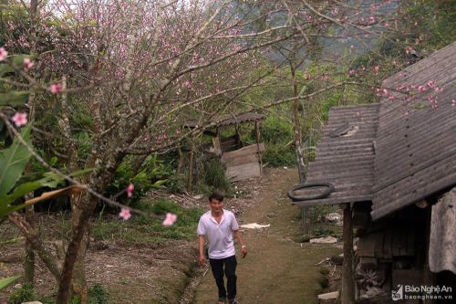 Đào cổ thụ bung nở đón Tết trên bản làng người Mông Nghệ An
