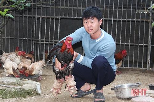 Đặc sản lợn nít, gà Đông Tảo, dê núi của Hà Tĩnh 'cháy hàng' trước tết