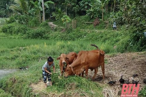 Hiệu quả từ Dự án Nhân rộng mô hình giảm nghèo ở huyện Bá Thước