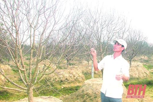 Vùng đào Quảng Chính tất bật cho vụ tết
