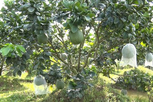 Bưởi da xanh 'xứ nếp' đón thị trường Tết