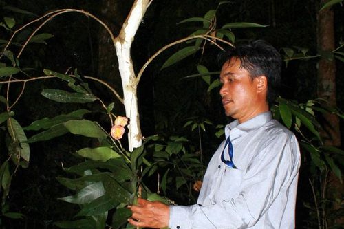 Phát hiện lại Trà mi Langbiang như huyền thoại sau 90 năm
