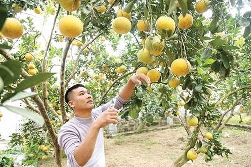 Để cây bưởi thành cây trồng chủ lực theo hướng hàng hóa