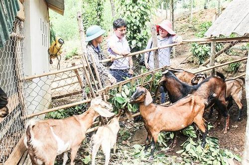 Triển vọng từ mô hình nuôi dê thả đồi