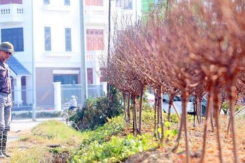 Vựa trồng đào lớn thứ 2 tại Hà Nội 'chạy nước rút' phục vụ Tết cổ truyền