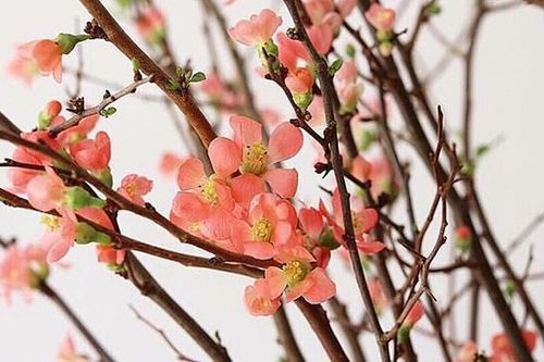 TP Hồ Chí Minh: Hoa đào nhập khẩu hút khách